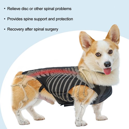 Pet dog back brace - dog,